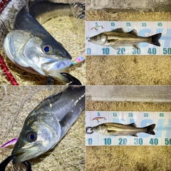 フッコ（マルスズキ）の釣果