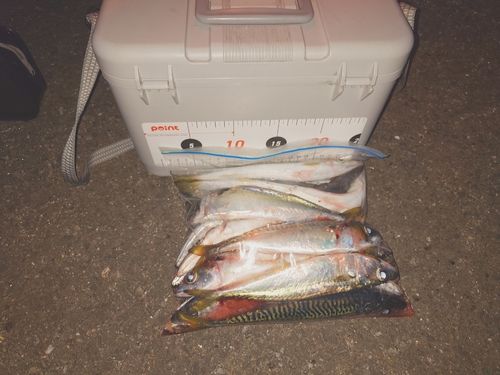 サバの釣果