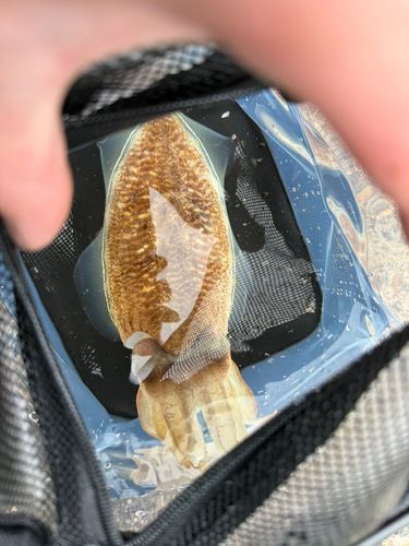 コウイカの釣果