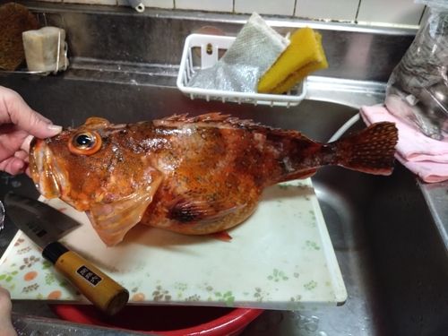 ウッカリカサゴの釣果
