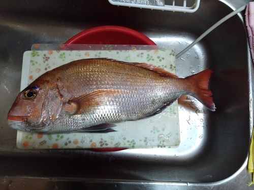マダイの釣果