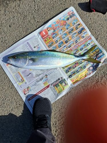 ヤズの釣果