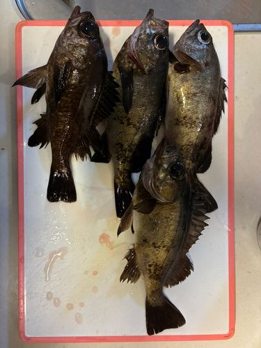 メバルの釣果