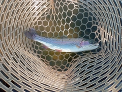 ニジマスの釣果