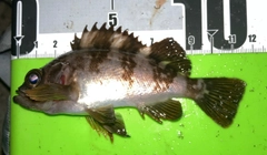 シロメバルの釣果