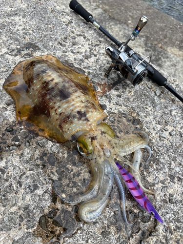 アオリイカの釣果