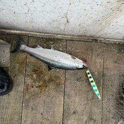 鳴海 さんの 2026年02月24日のサクラマスの釣り・釣果情報(北海道