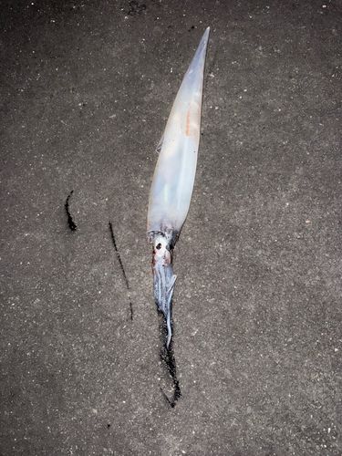 ヤリイカの釣果