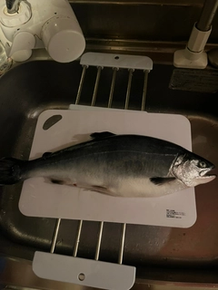 トラウトサーモンの釣果