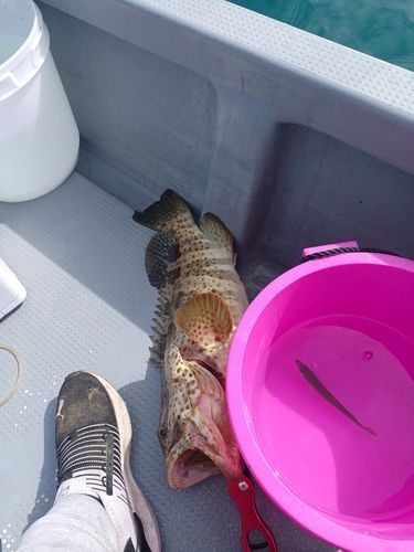 チャイロマルハタの釣果