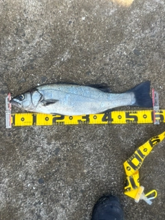 ヒラスズキの釣果