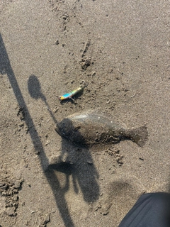 ソゲの釣果