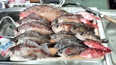 メバルの釣果
