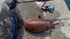 スミイカの釣果