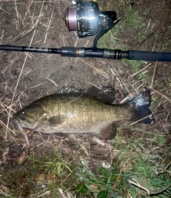 スモールマウスバスの釣果
