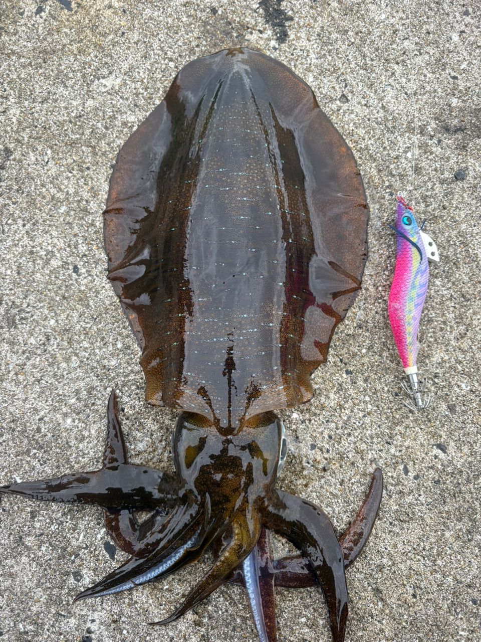 SHIMANO 21セフィア XR C3000SDHの最安値・インプレ・釣果 | 本音の