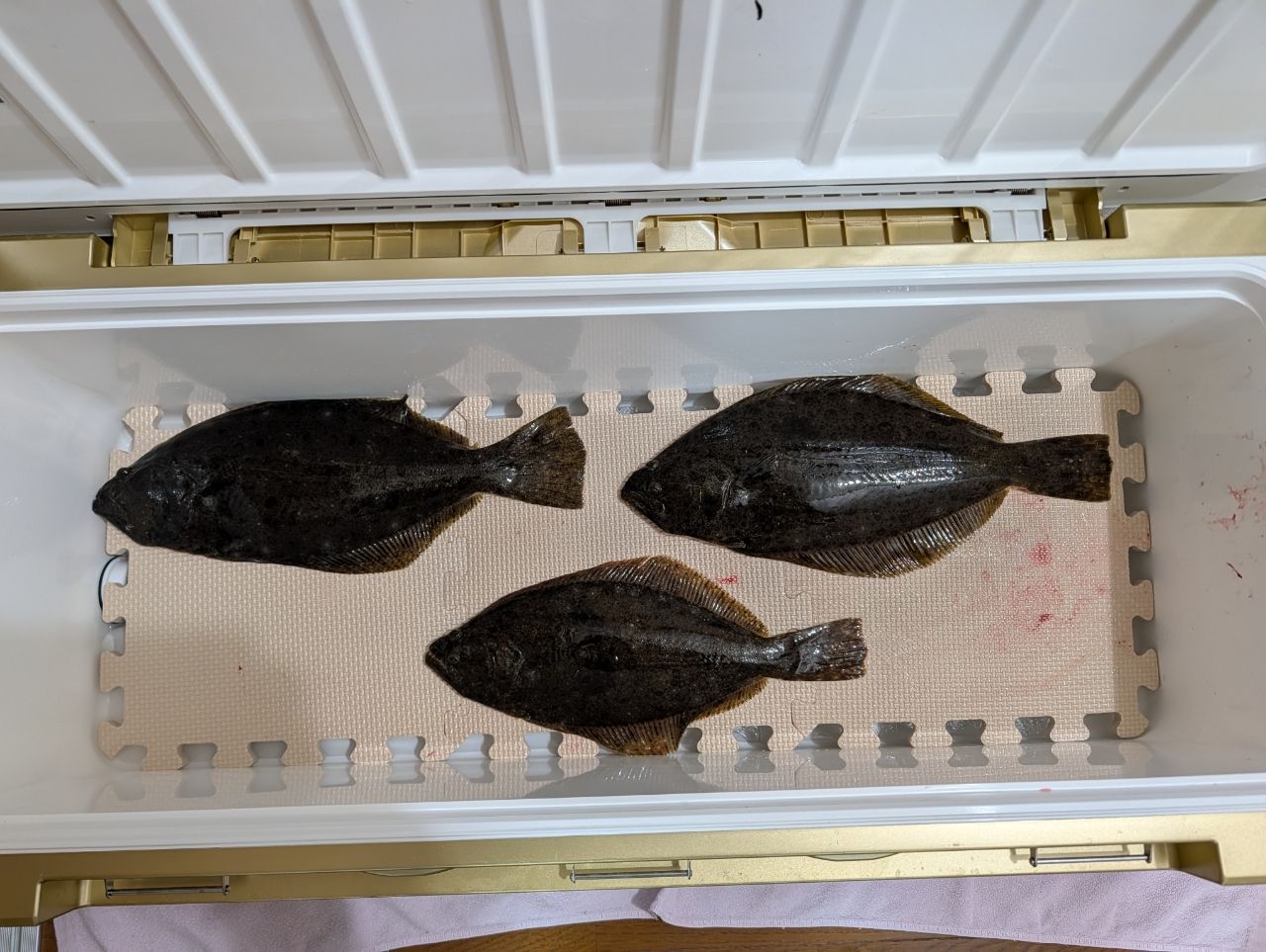 ヒラメ 真冬の大物【ヒラメ&青物コース】Theヒラメロックオン | 釣り船なら