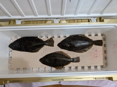 ヒラメの釣果