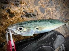 サバの釣果