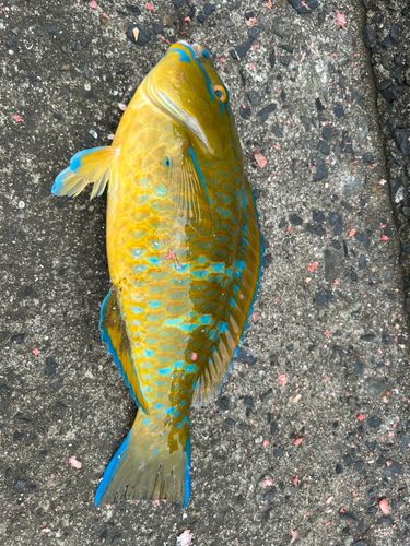 ヒブダイの釣果
