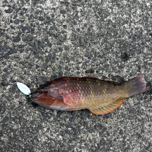 ベラの釣果