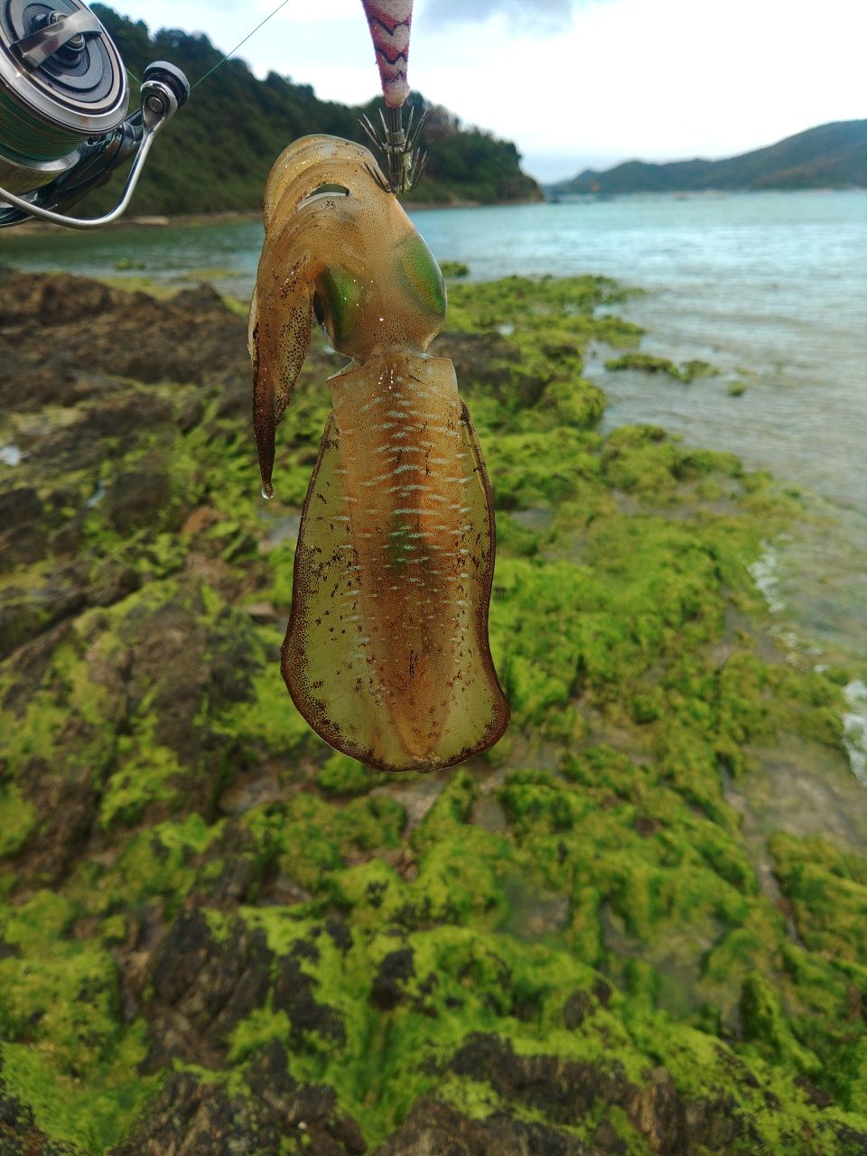 DAIWA 21エメラルダス ストイスト RT 76MMHの最安値・インプレ・釣果