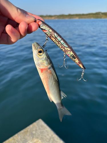 相模川で釣れたボラの釣り・釣果情報 - アングラーズ | 釣果600万件の