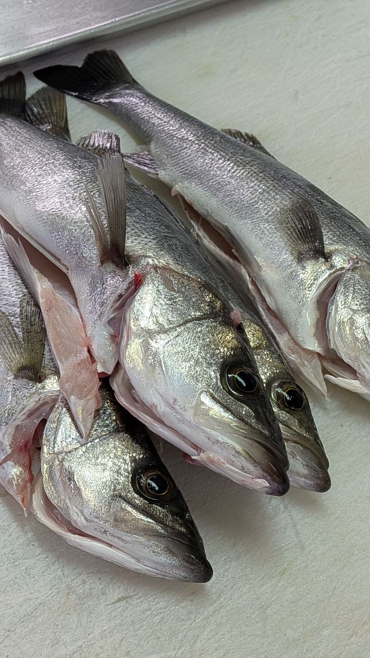 AbuGarcia ソルティースタイルメバルの最安値・インプレ・釣果 | 本音