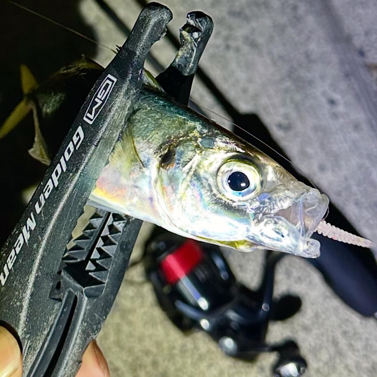 MajorCraft 鯵道 5G AD5-S622L/AJIの最安値・インプレ・釣果 | 本音の