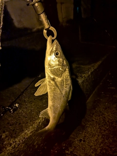 フッコ（マルスズキ）の釣果