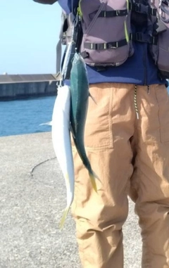 ツバスの釣果