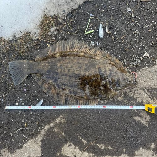 クロガシラガレイの釣果