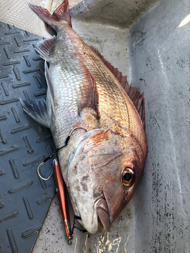 マダイの釣果