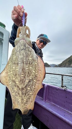 コウイカの釣果