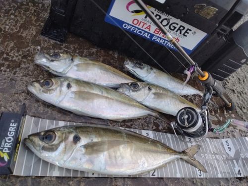 アジの釣果
