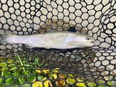 ニジマスの釣果