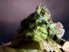 ベッコウゾイの釣果