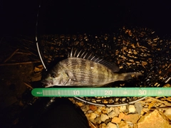 クロダイの釣果