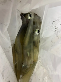ヤリイカの釣果