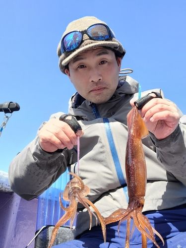 ヤリイカの釣果