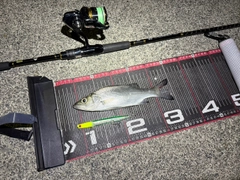 ヒラスズキの釣果