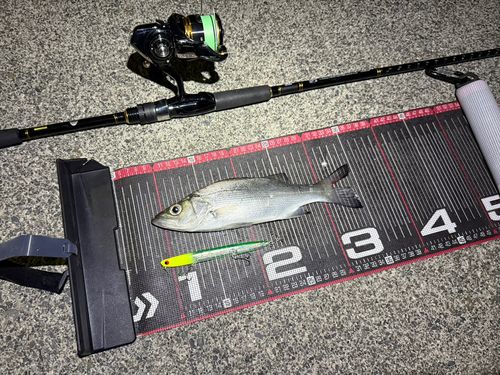 釣果一覧】三保で釣れたシーバス - アングラーズ | 釣果600万件 釣果一覧】三保で釣れたシーバス - アングラーズ | 釣果600万件