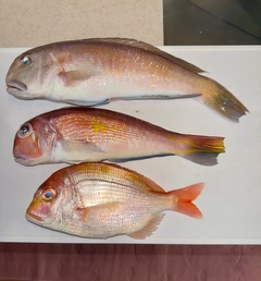 シロアマダイの釣果