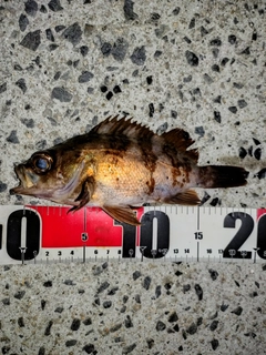 アカメバルの釣果