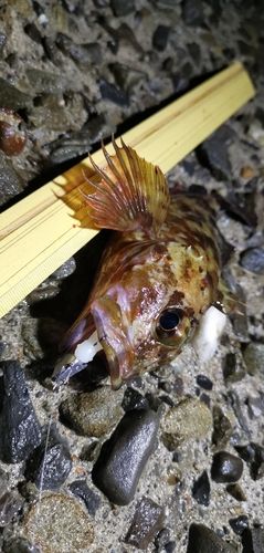ガシラの釣果