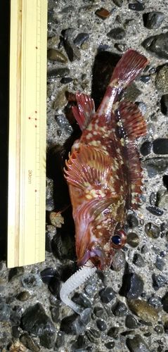 ガシラの釣果