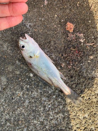 シログチの釣果