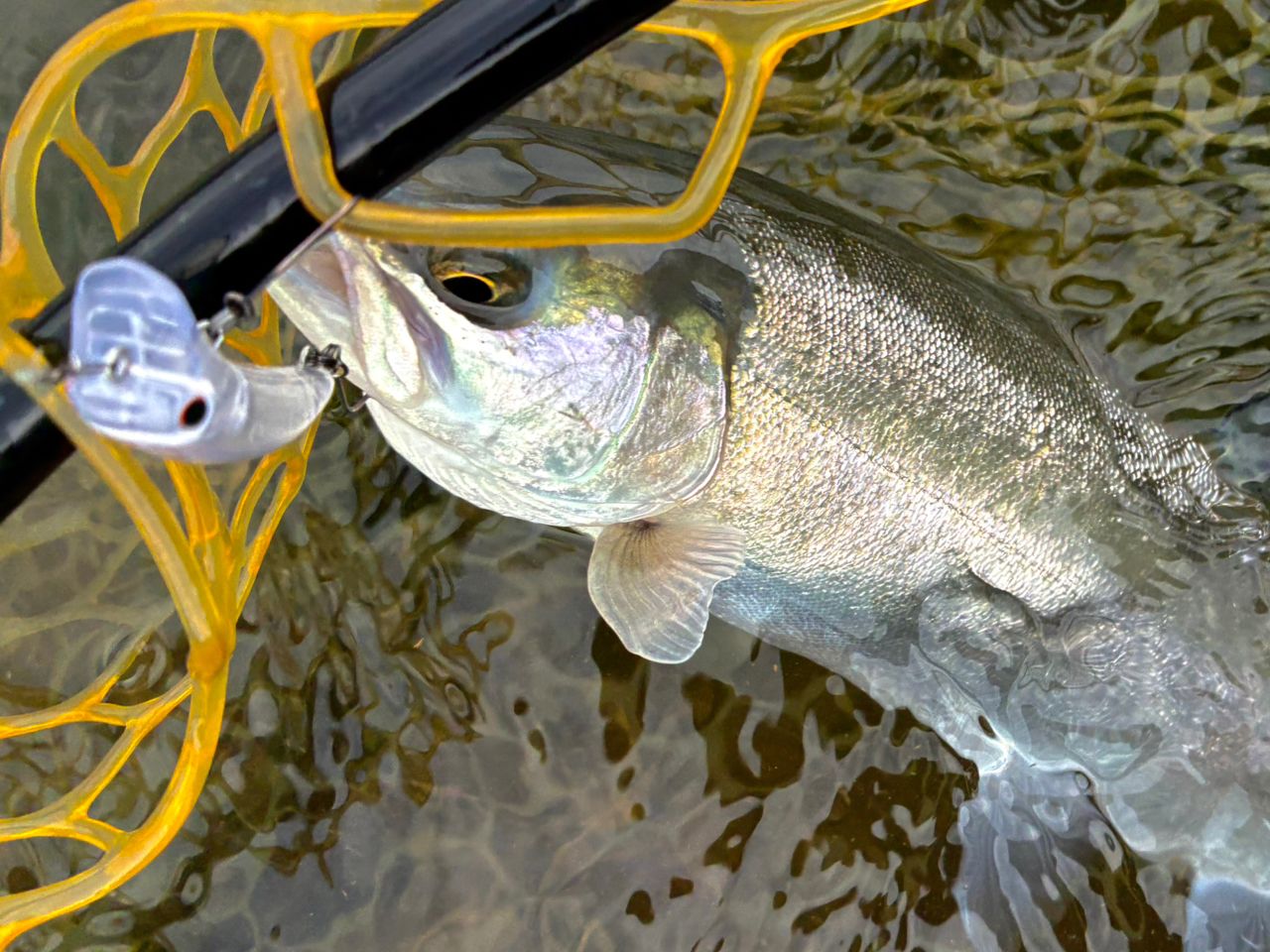 DAIWA 16イプリミ 62Lの最安値・インプレ・釣果 | 本音の口コミが