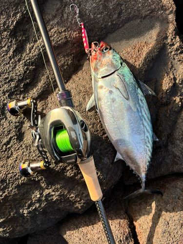 スマガツオの釣果