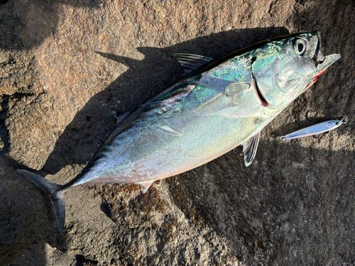 スマガツオの釣果